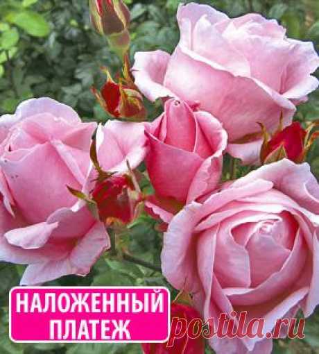 Роза Куин Элизабет 1 шт.