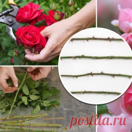 Черенкуем розы – 7 полезных советов