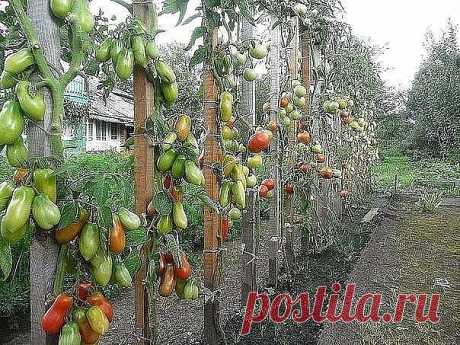 (38) Одноклассники