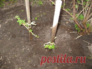 Размножение смородины и крыжовника дуговыми отводками