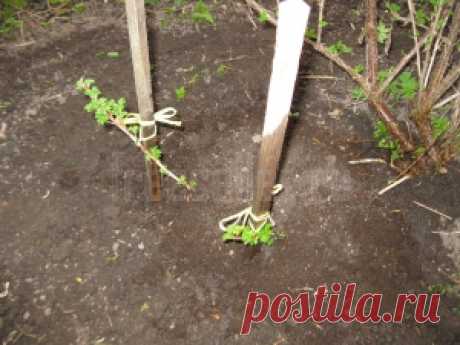Размножение смородины и крыжовника дуговыми отводками
