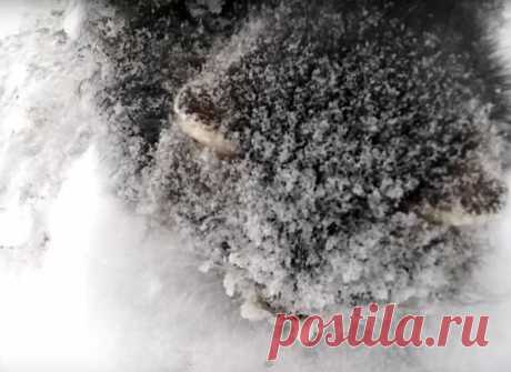 Спас замерзающую кошку - Житель России заметил на обочине странный силуэт. Как оказалось, это была почти замерзшая кошка. Мужчина не растерялся и отогрел бедняку. Кошка даже не сопротивлялась, будто чувствуя, что ей пытаются помочь. Теперь Ника живет со своим спасителем, а сам хозяин не скрывает своего счастья.