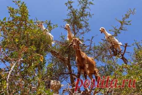 Марокканские козы альпинисты: козы которые пасутся на деревьях | Живой мир - природа