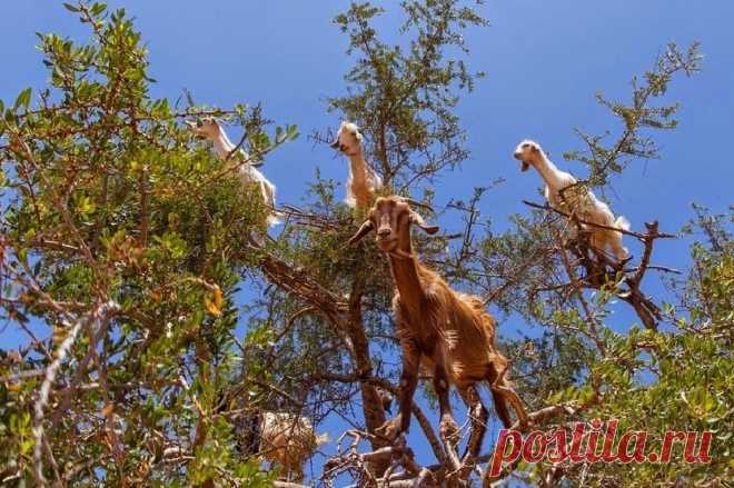 Марокканские козы альпинисты: козы которые пасутся на деревьях | Живой мир - природа