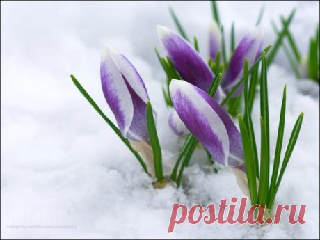 Праздники – 5 Марта • Вселенская родительская суббота (мясопустная) • День выключенных гаджетов • День пейзажей, нарисованных чаем • День рождения степлера • Всенародный праздник без названия • День физической культуры и спорта - Азербайджан • День работника судебной системы - Кыргызстан • Именины у Корнилия, Льва, Агафона • День Катыша