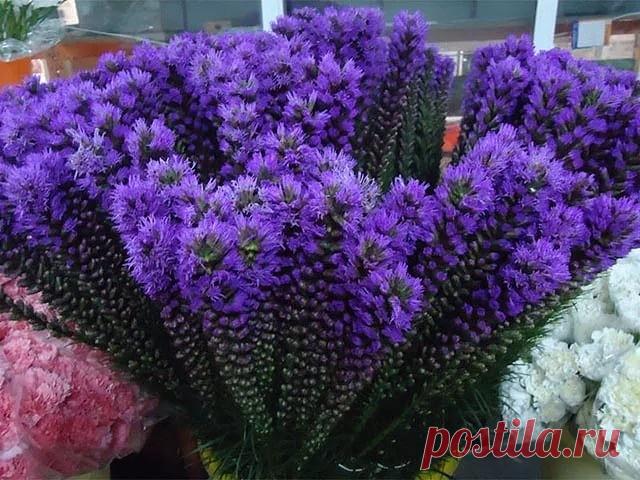 ЛИАТРИС – ЦВЕТУЩИЕ СВЕЧИ В САДУ!