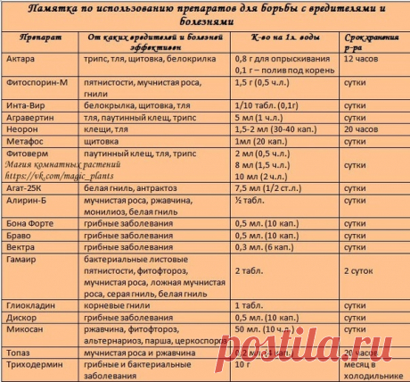 Магия комнатных растений