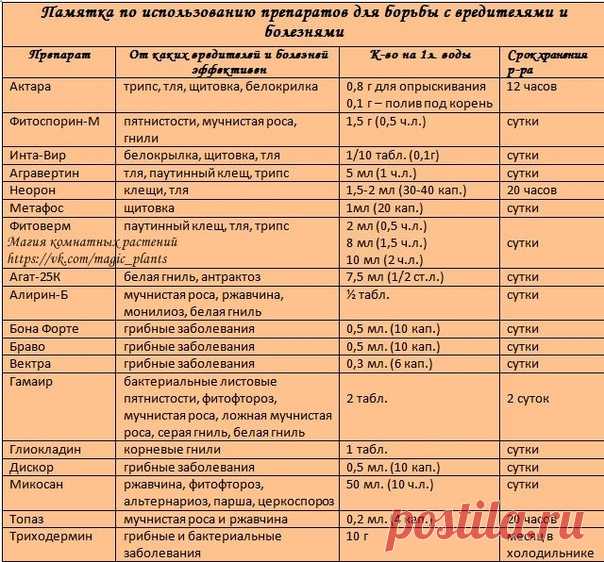 Магия комнатных растений