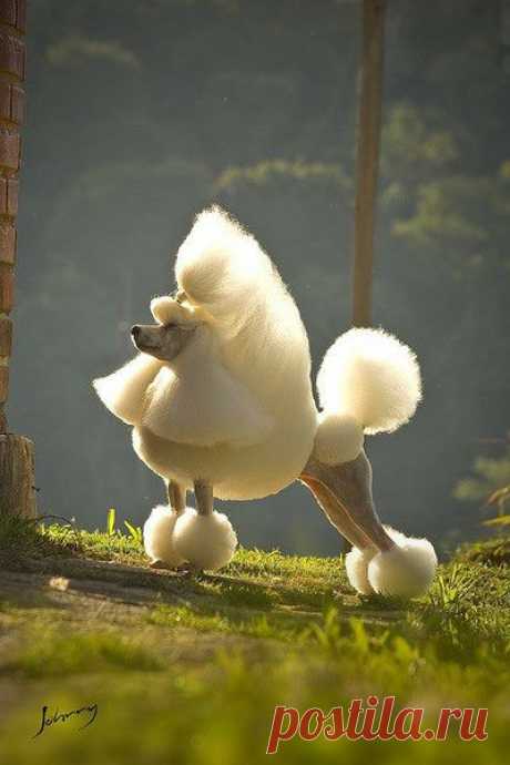 poodle.jpg (400×600)