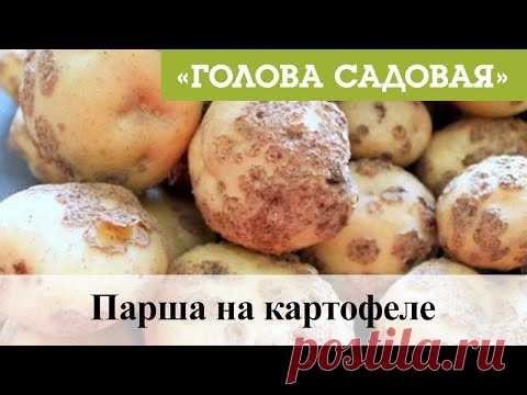 Голова садовая - Парша на картофеле