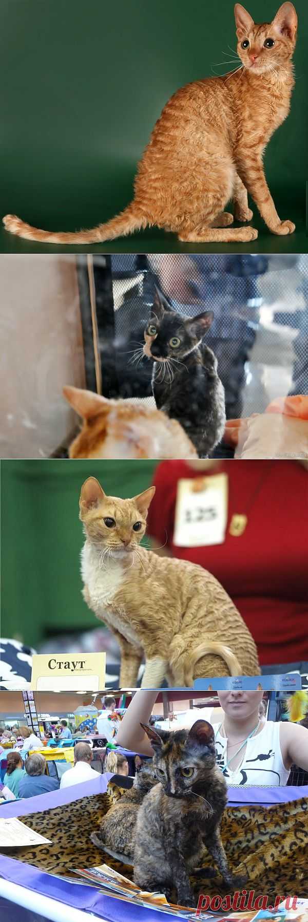 Породы кошек. Уральский рекс