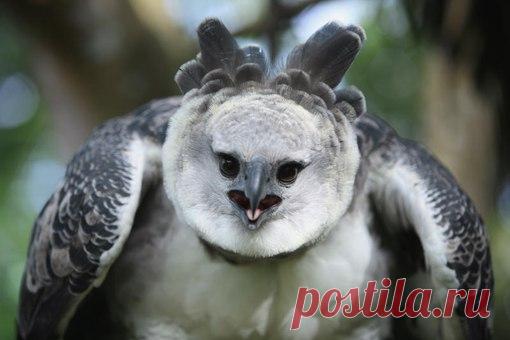 Южноамериканская гарпия.