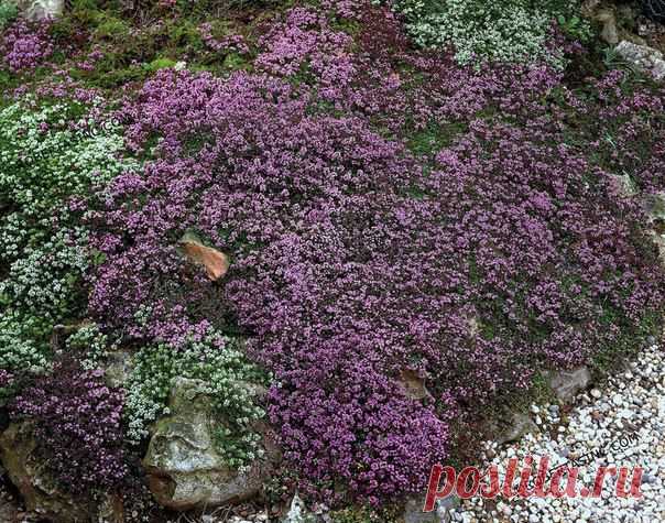 Пурпурный чабрец – покоритель сердец