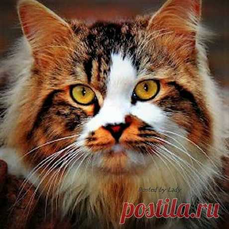 Wow ... look at that face!  :) - Tap the link now to see all of our cool cat collections!