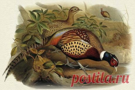 Картинки для декупажа с фазанами.