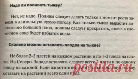 Огород. Про тыкву