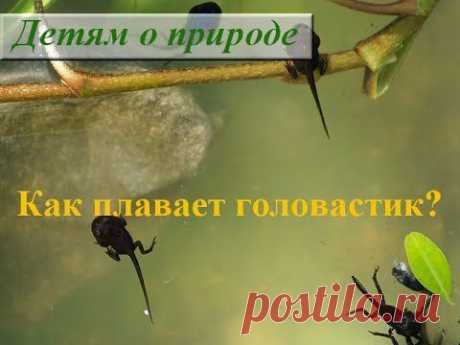 Головастик лягушки. Как плавает головастик? - YouTube