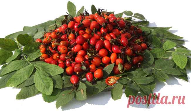 Как заваривать сушеный шиповник в термосе?