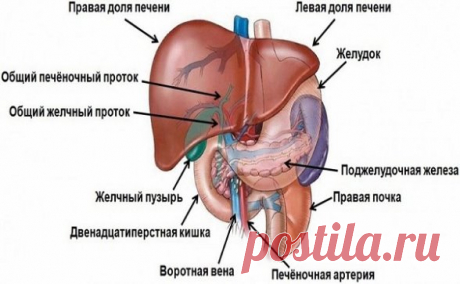 Полезные советы
Заботимся о печени. 
Русские знахари для очищения печени использовали проверенную веками технологию. 
1) стакан зерен овса (но не овсяных хлопьев) промойте и положите в кастрюлю. Туда же насыпьте 2 ст. ложки измельченных сухих листьев брусники, 2 ст. ложки сухих березовых листьев (можно заменить березовыми почками), залейте 4 л воды и поставьте на сутки в прохладное место настаиваться, после чего процедите.
2) в другую кастрюлю насыпьте стакан измельченных ...