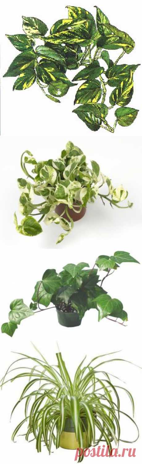 ПРИЧУДЫ ВЬЮЩИХСЯ РАСТЕНИЙ.