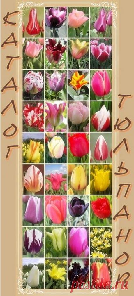 Для садоводов! | Записи в рубрике Для садоводов! | Народные_советы