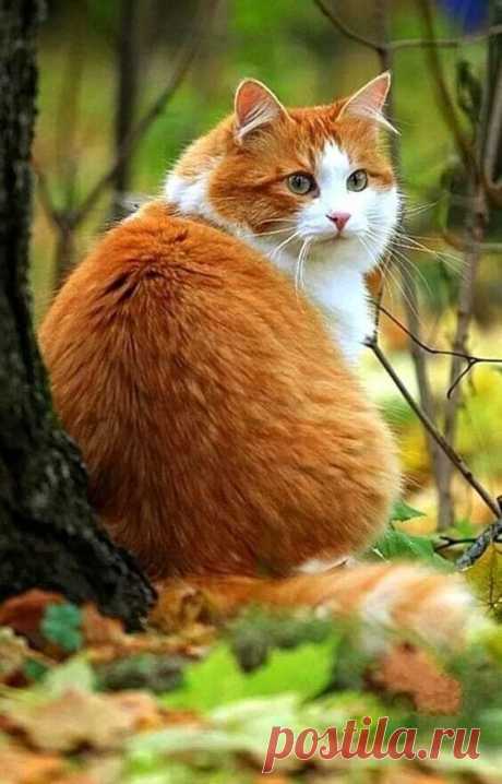 (22) Pinterest