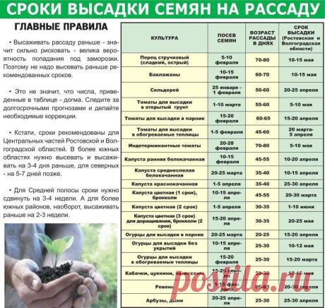Сроки высадки семян на рассаду