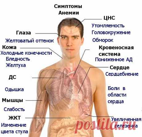 Есть ли у вас анемия: признаки и решения проблемы | Я ЗДОРОВ!