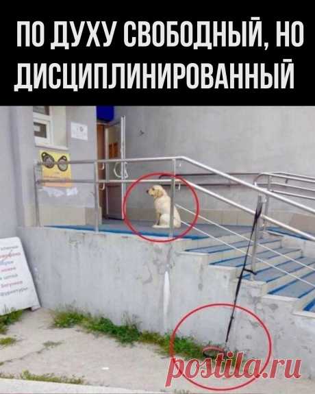 Когда духом свободный, но хозяина уважаешь👍