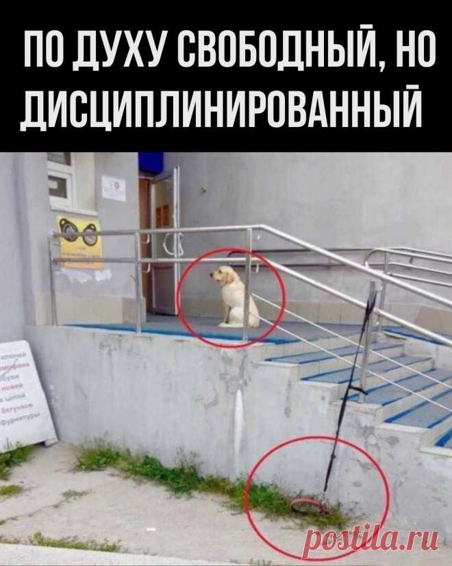 Когда духом свободный, но хозяина уважаешь👍