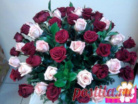 розы