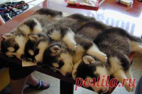 Коллективный сон в рабочее время укрепляет корпоративный дух...