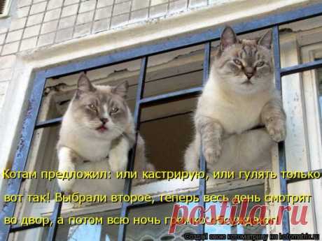 Уфф!!! Ну наконец-то! Котоматрицы великолепные, каждая с доброй улыбкой!!!