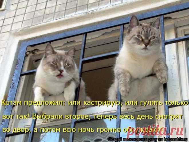 Уфф!!! Ну наконец-то! Котоматрицы великолепные, каждая с доброй улыбкой!!!