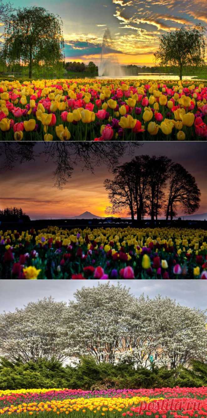 (+1) - Самые яркие тюльпаны со всего света | САД НА ПОДОКОННИКЕ