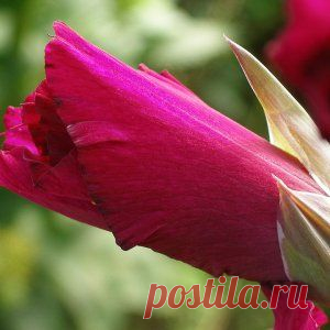 Усадьба | Цветы в саду : Готовим к посадке луковицы гладиолусов