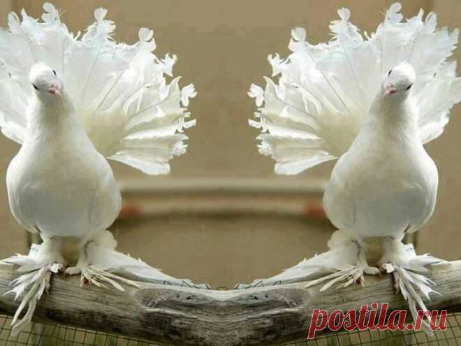 Фото Отправлена: Sat Feb 8 2014. Альбом Фото группы - 22972 фото. Фотографии Мысли вслух - Улыбка сердцем.