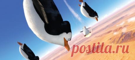 Попугай Кеша, рыжая курочка Джинджер и бойкие пингвины из «Мадагаскара» не дадут заскучать ни детям, ни взрослым.