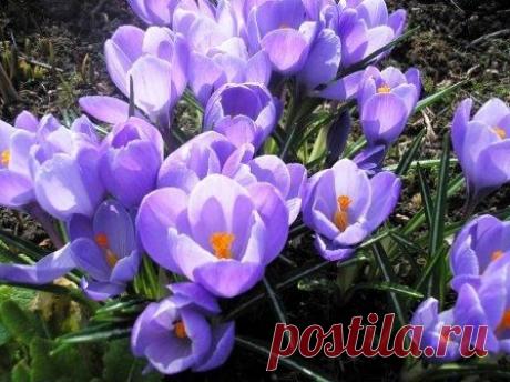 Знакомимся поближе с осенними крокусами