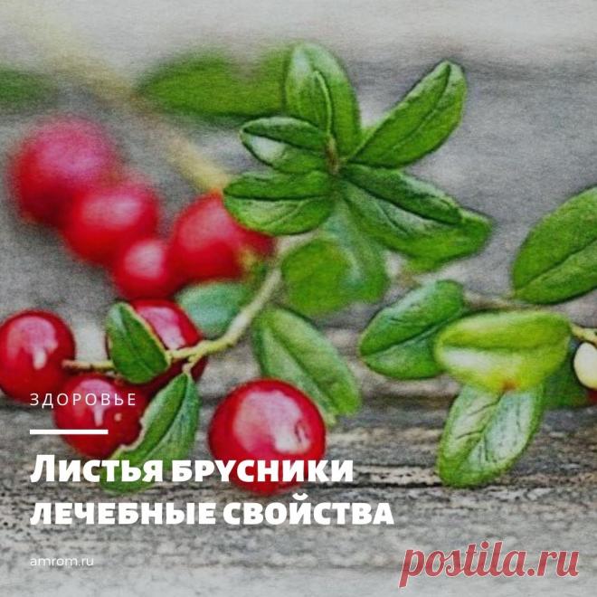 Листья брусники лечебные свойства. Брусника – это вечнозеленое растение с небольшими удлиненными овальными листьями и красными круглыми ягодами. Цветет брусника, начиная с конца весны или в начале…