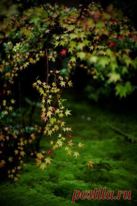 c76a45fecbb453cf328c30b217fce453.jpg (367×550)