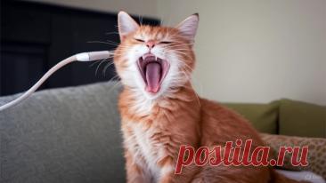 Мурсерат Котоболье - OGADANIE.RU