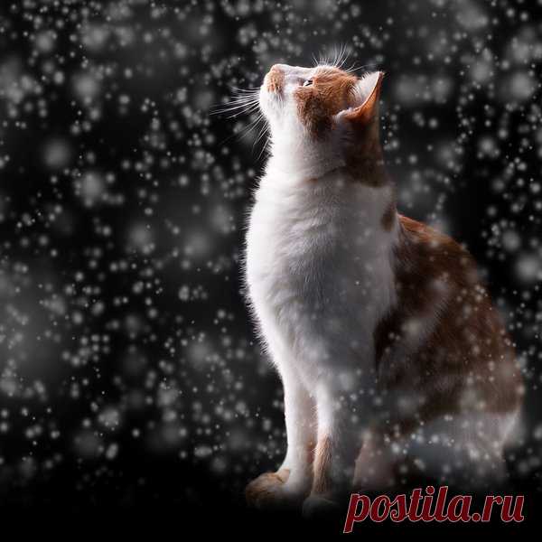 Почему нельзя тянуть кота за хвост | Гороскоп | Яндекс Дзен
