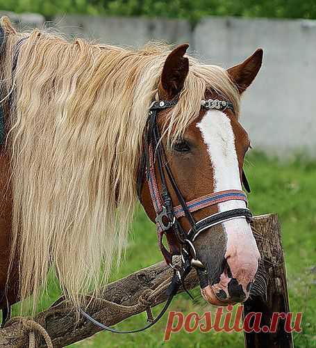 Шёлковая грива