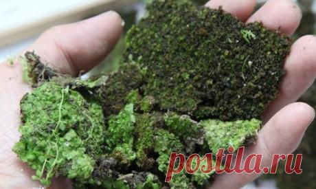 Когда вы нарисуете на стене этой смесью все решат, что это вандализм… Но несколько дней спустя не смогут остаться равнодушны!