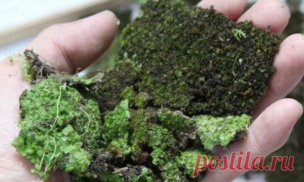 Когда вы нарисуете на стене этой смесью все решат, что это вандализм… Но несколько дней спустя не смогут остаться равнодушны!