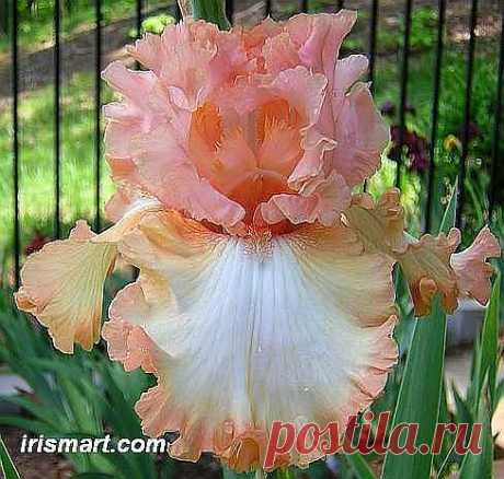 Winning Edge Tall Bearded Iris  |  Найдено на сайте irismart.com.
