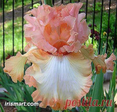 Winning Edge Tall Bearded Iris  |  Найдено на сайте irismart.com.