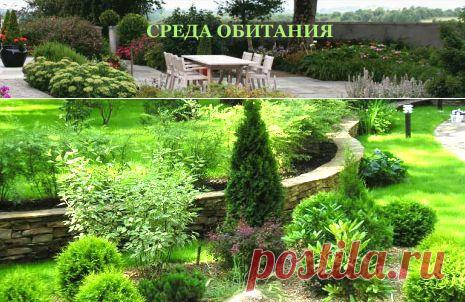 Декоративные растения – кустарники для ландшафтного дизайна на даче | СРЕДА ОБИТАНИЯ: идеи того, что можно сделать дома, в саду и на даче своими руками – фото, описание, схемы