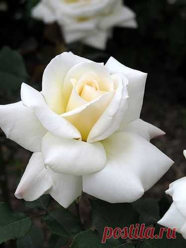 Rose Westfield Star | roses